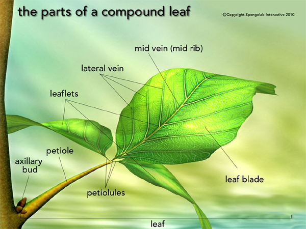 Leaf Structure