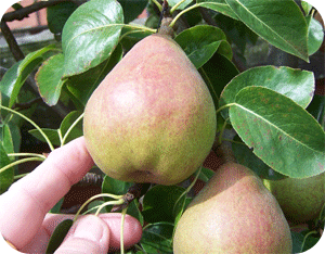picking pear