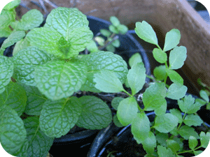 potted herbs
